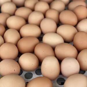 Pasture Raised Eggs